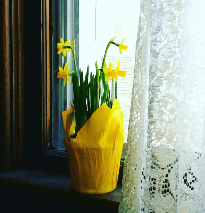 Daffodils